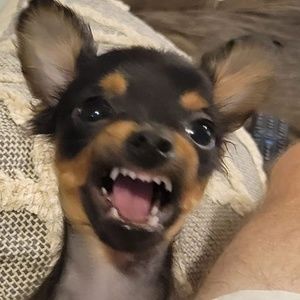 Meet your Posher, Dustin